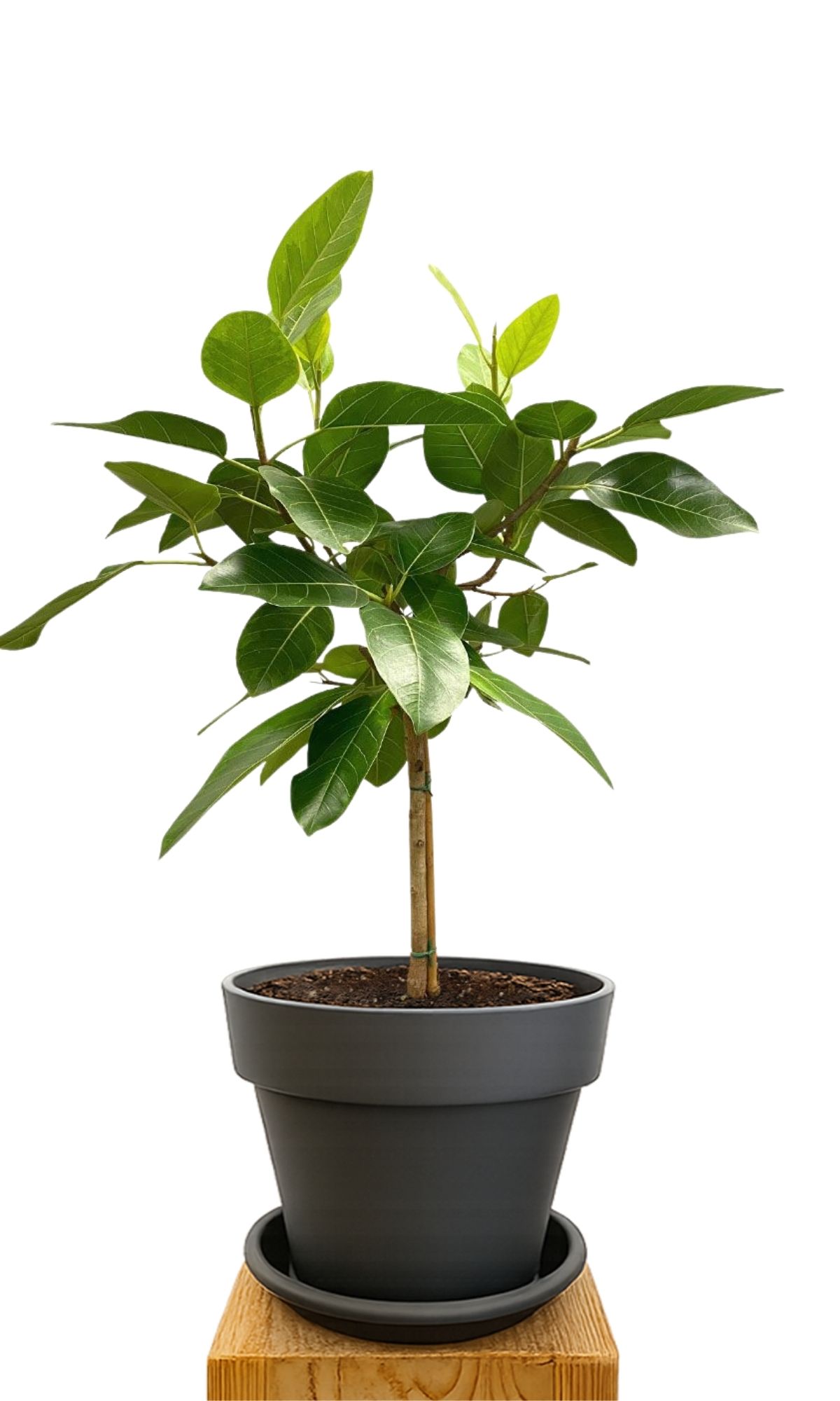 Plant kit 30 Anthracite